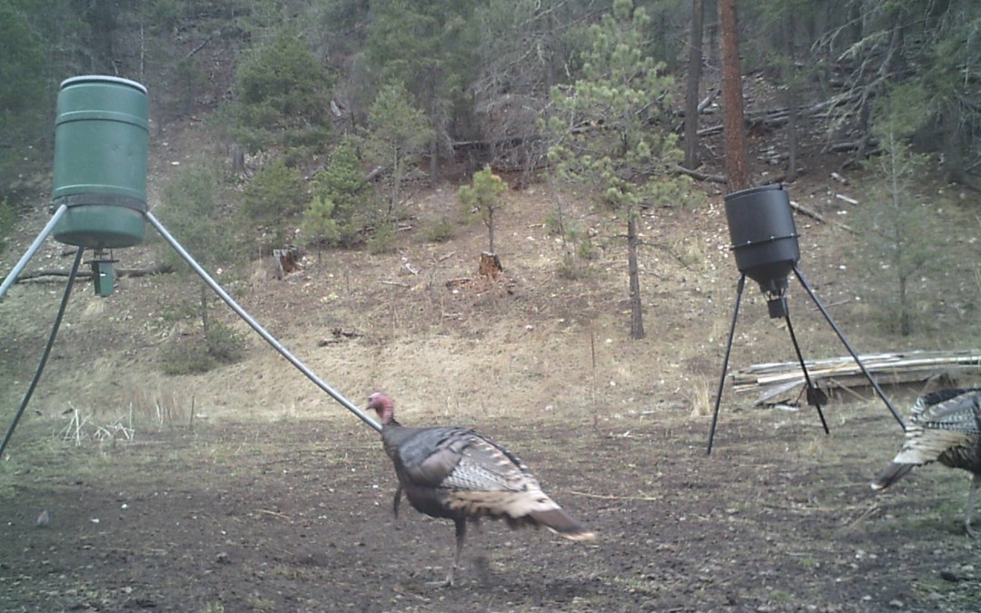 Turkey Cam Tuesday 3-17-15